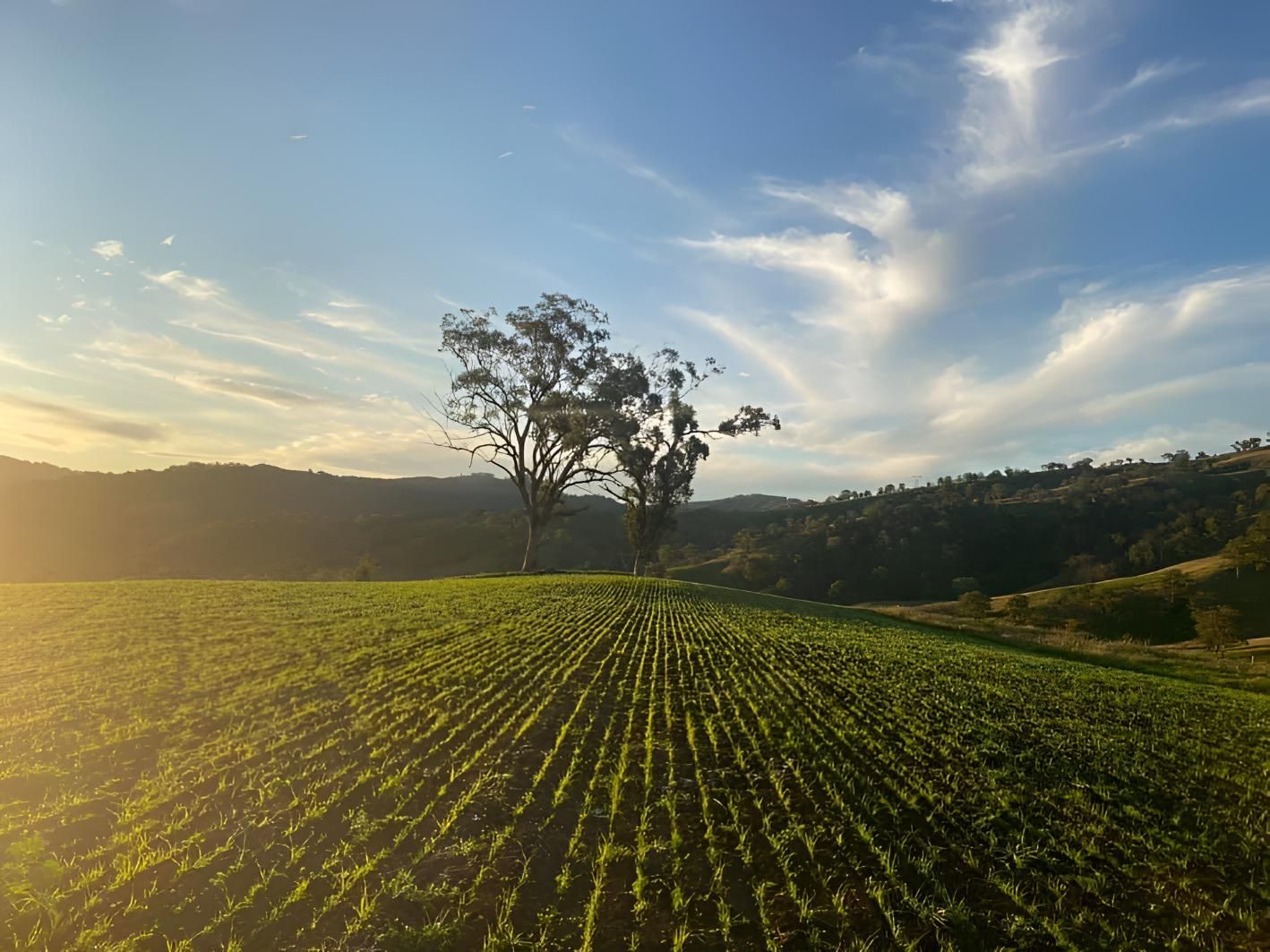 There is a Tree in the Middle of a Field — MacCallum & Company In Scone, NSW