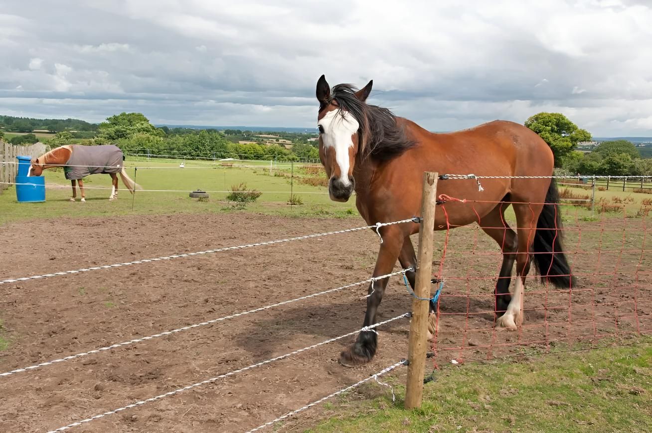 A Brown Horse Standing Next to a Fence in a Field — MacCallum & Company In Scone, NSW