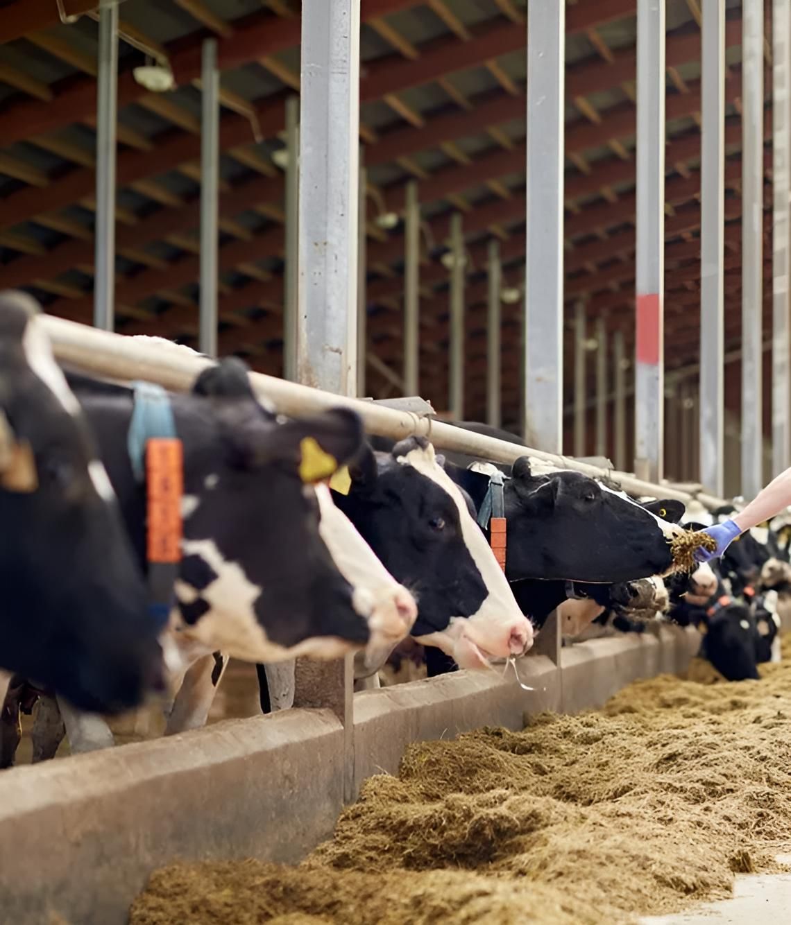 A Row of Cows Are Eating From a Trough in a Barn — MacCallum & Company In Murrurundi, NSW