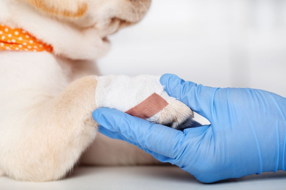 A Dog With a Bandage on Its Paw is Being Examined by a Veterinarian — MacCallum & Company In Scone, NSW