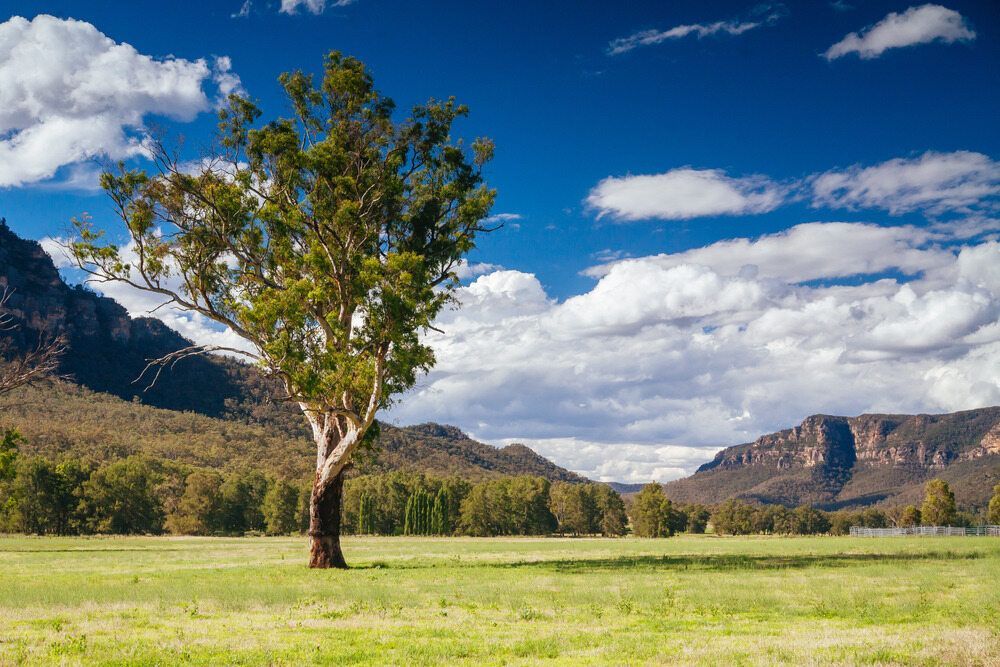 A Tree in a Grassy Field With Mountains in the Background — MacCallum & Company In Muswellbrook, NSW