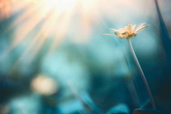 A small white flower is growing in the grass with the sun shining through the leaves.