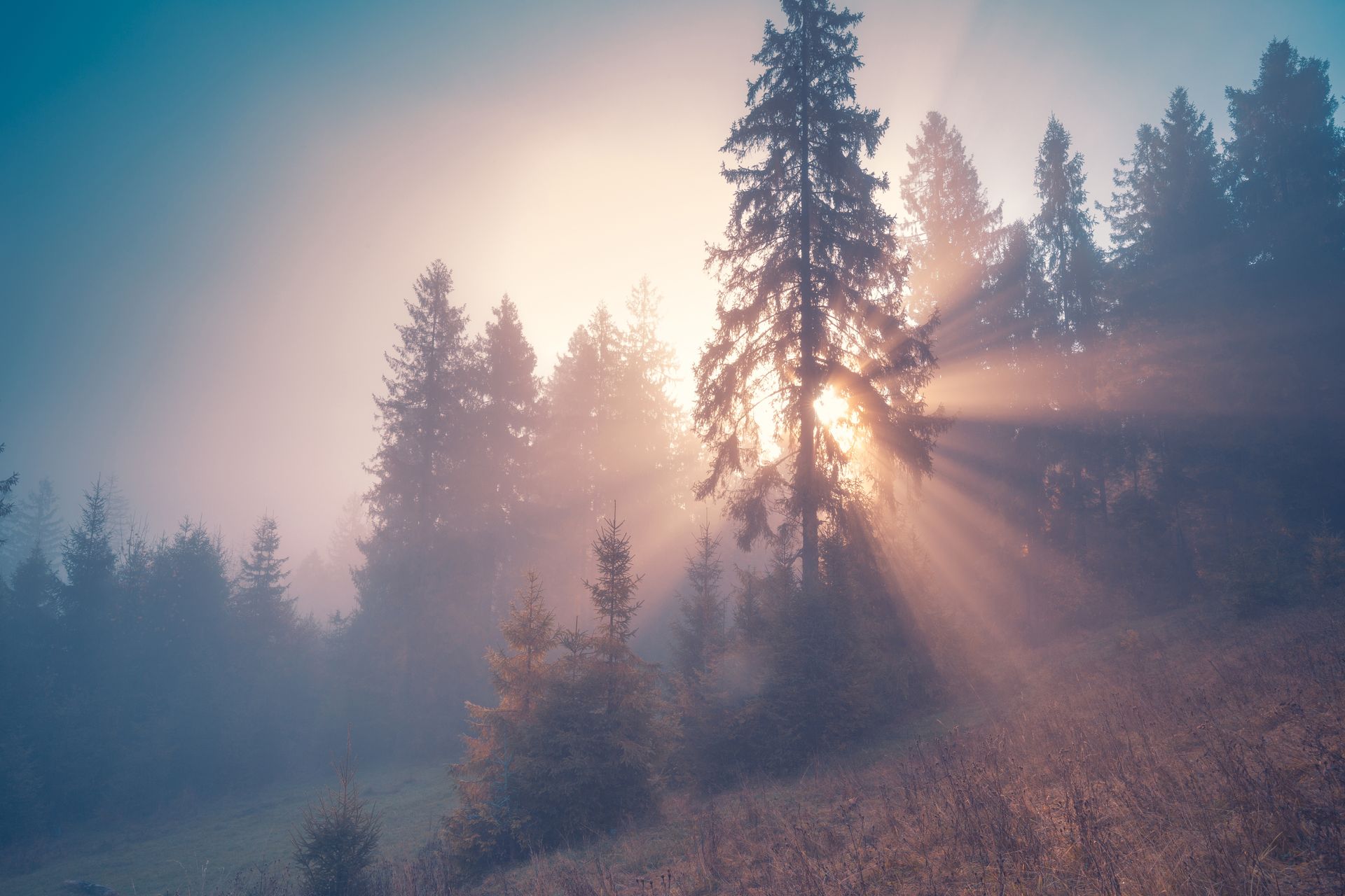 The sun is shining through the trees in a foggy forest.