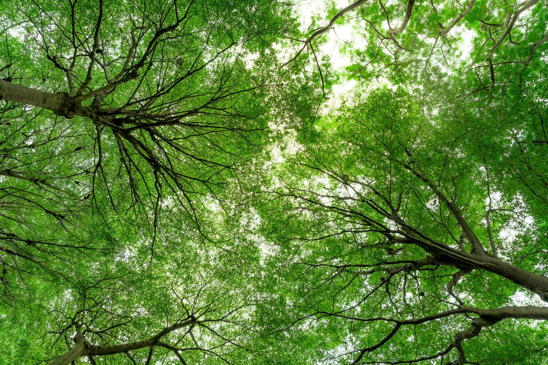 Looking up at a tree with lots of green leaves