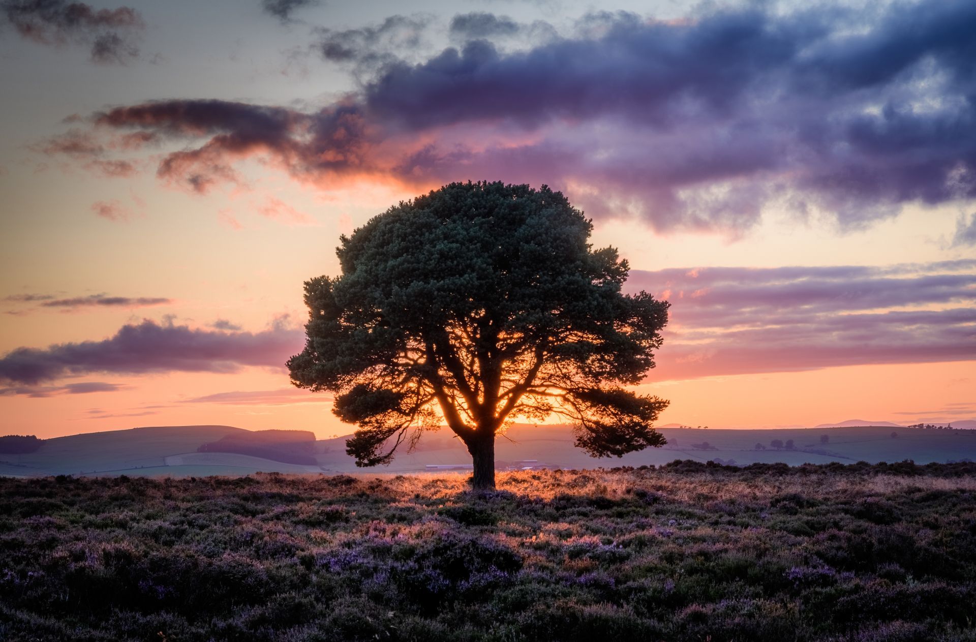 A tree in the middle of a field at sunset.