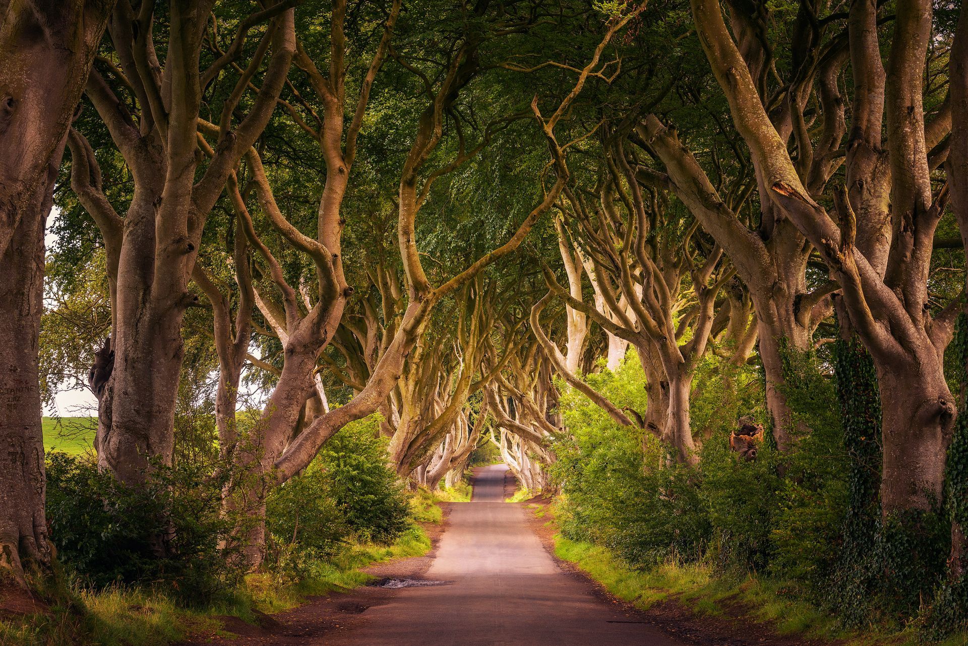 A road lined with trees on both sides of it.