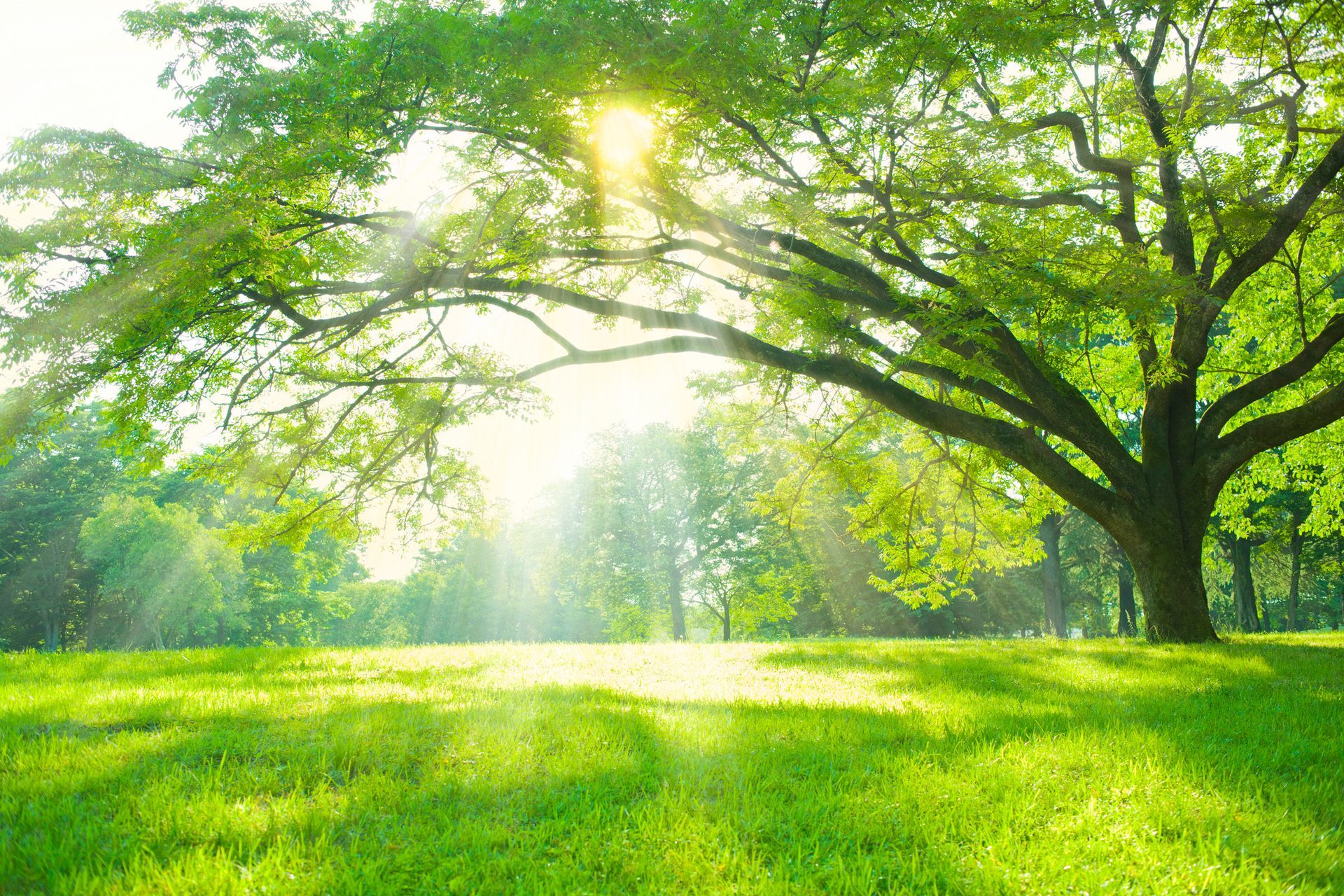 The sun is shining through the branches of a tree in a park.