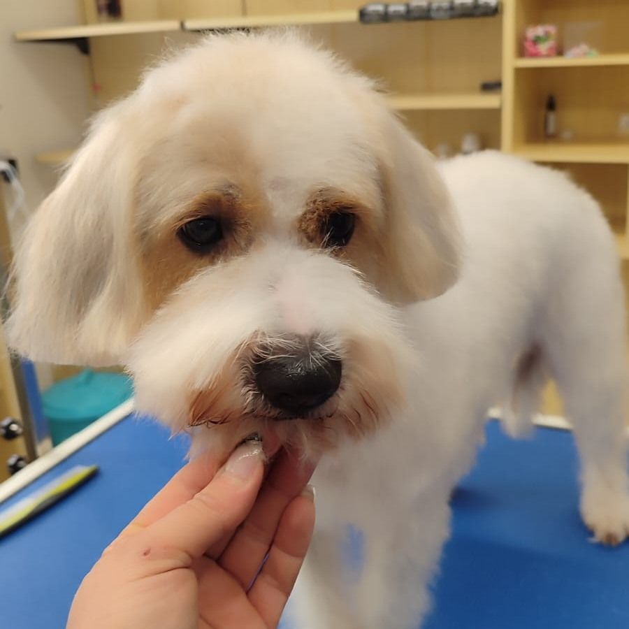 taglio del pelo a forbice