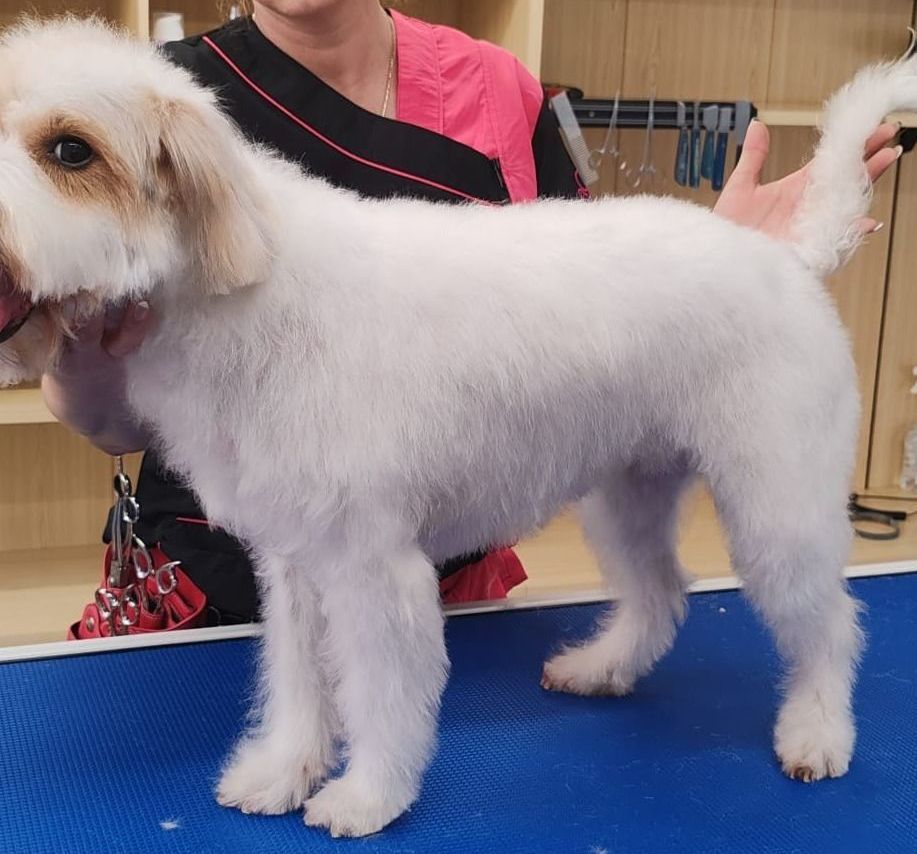 bagno e taglio del pelo