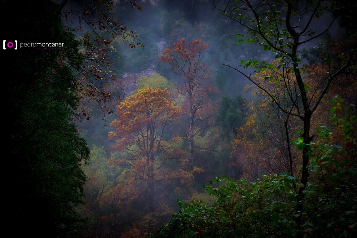 Escena de bosque brumoso con coloridos árboles otoñales.