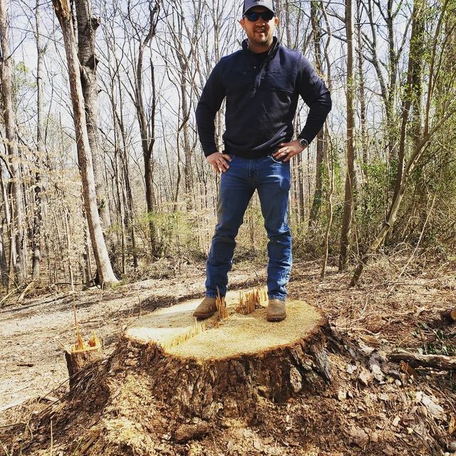 What To Do With A Tree Stump 7 Creative Tree Stump Ideas To Decorate