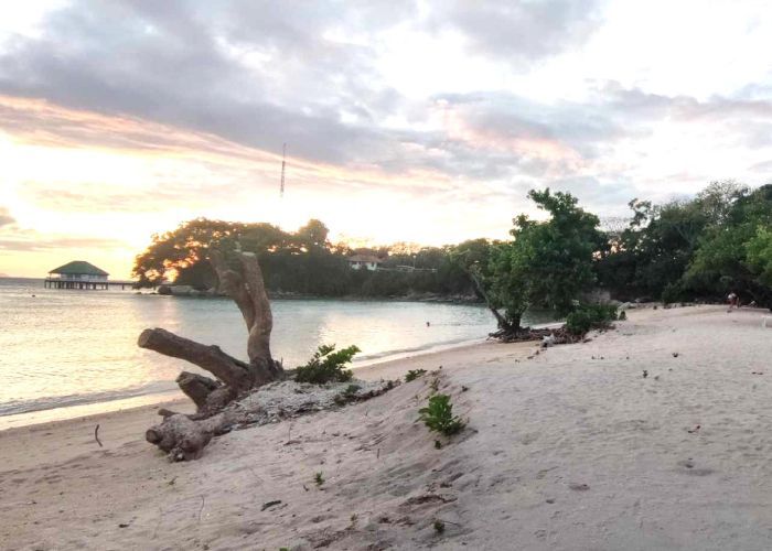 Sandy beach with driftwood, ocean, trees, and cloudy sky at sunset.
