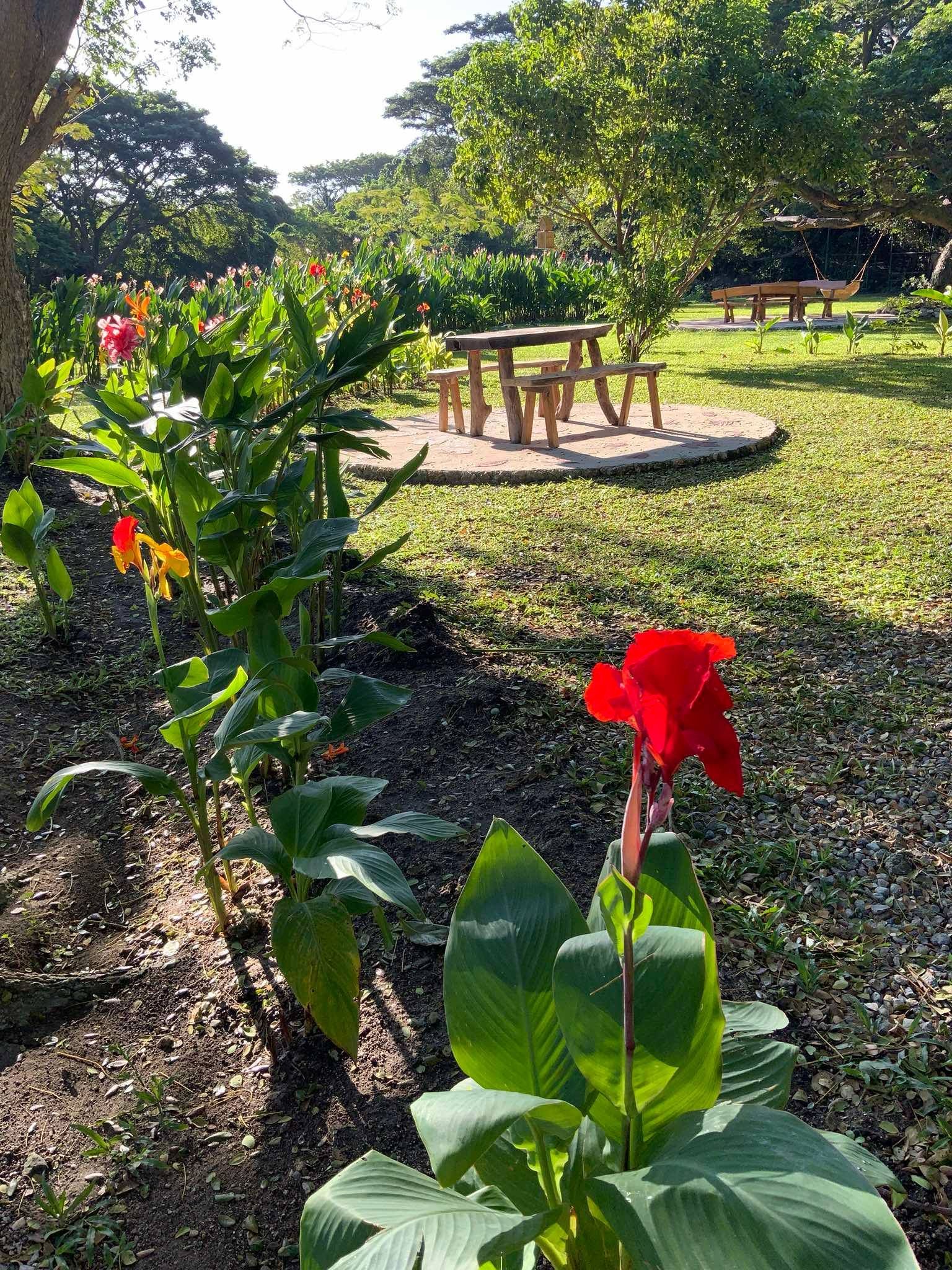 Red and yellow canna lilies bloom in front of a picnic table set in a park.
