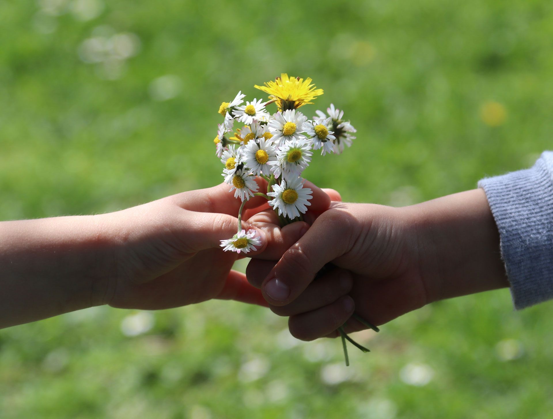Two hands exchanging a small bouquet of white daisies and a yellow flower, set against a blurred green background.