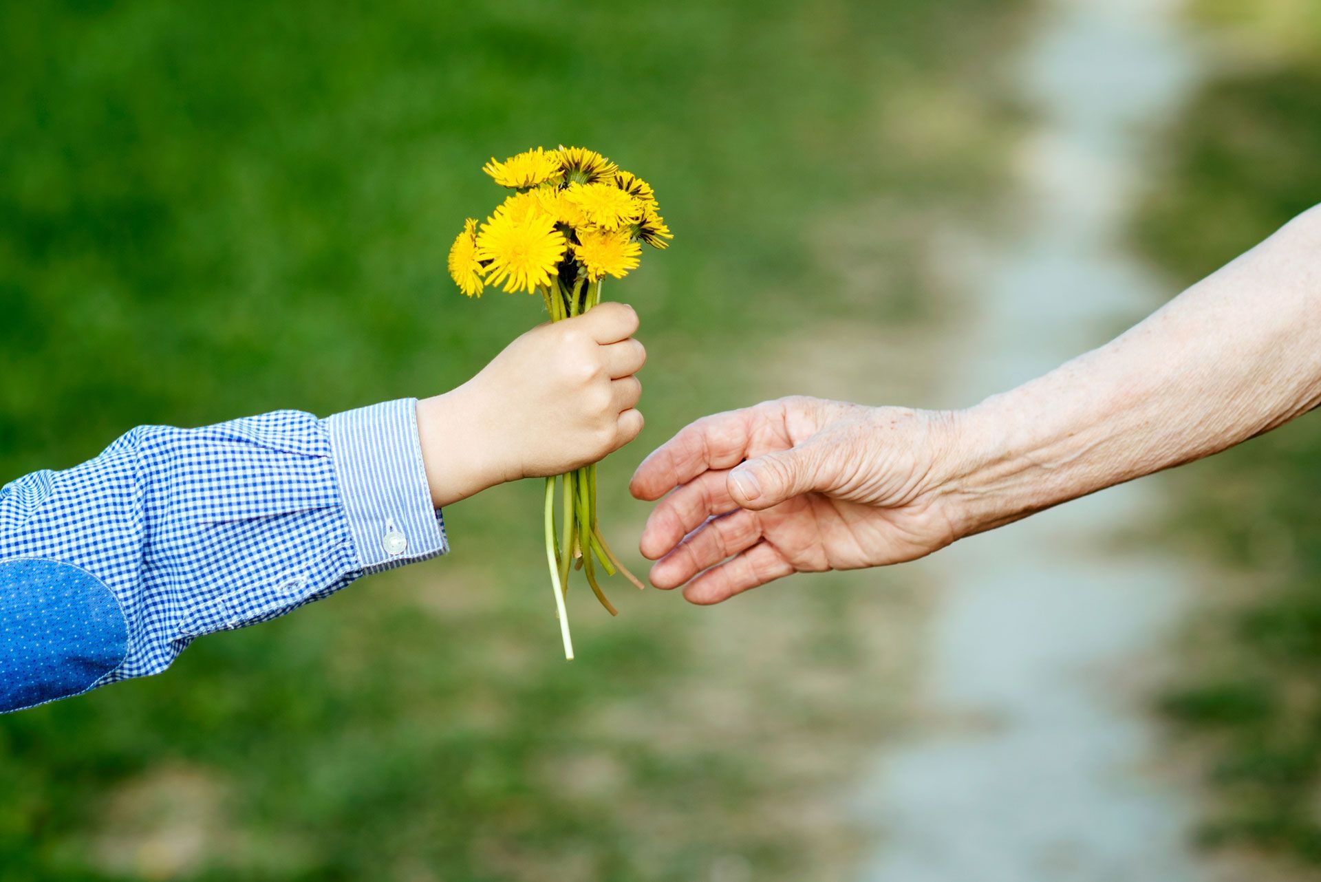 Child's hand giving a bouquet of yellow flowers to an older person's hand, outdoors.