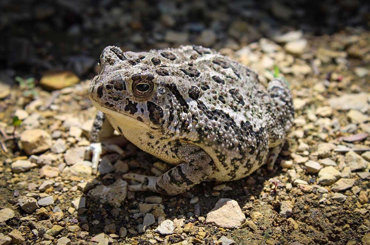 toad, frog, Kansas