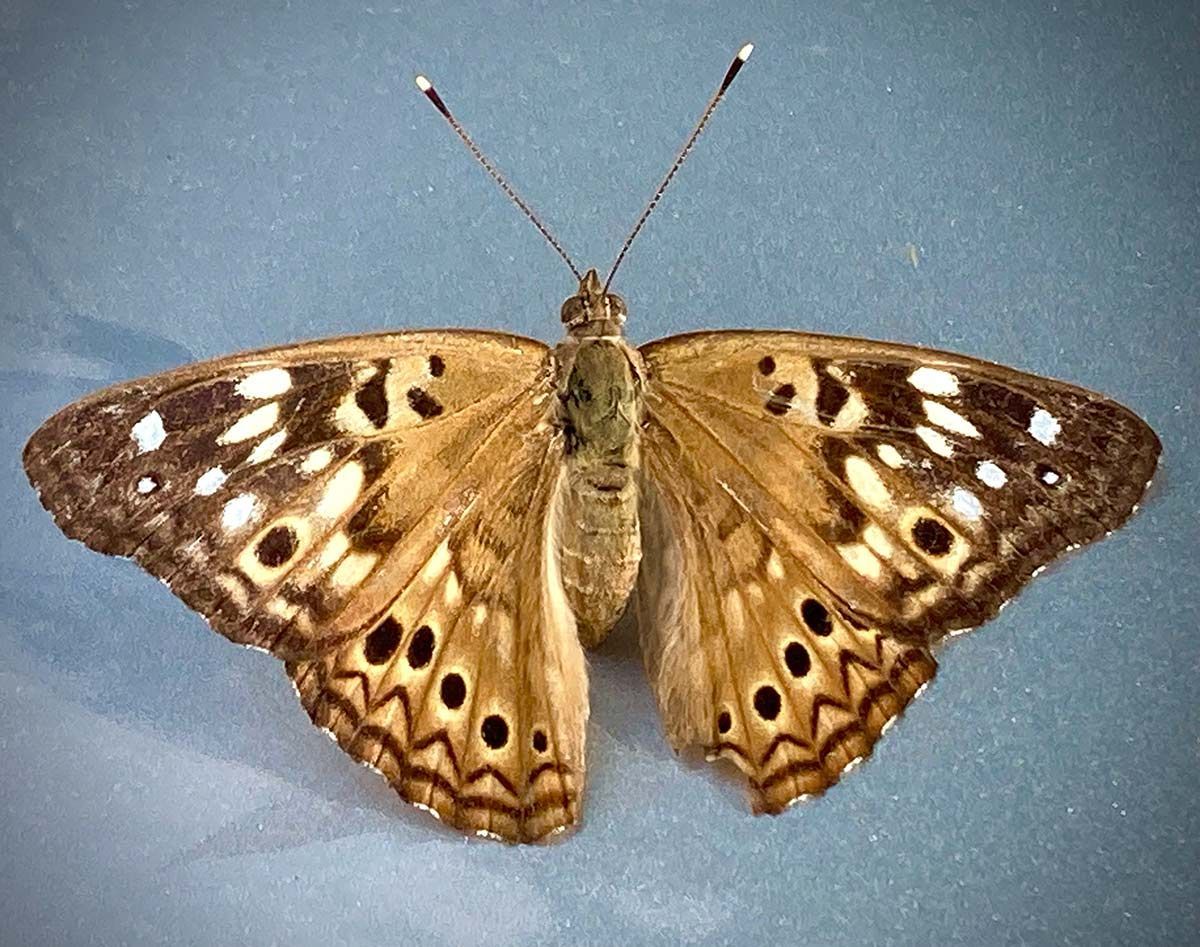 moth, insect, Lindsborg, Kansas