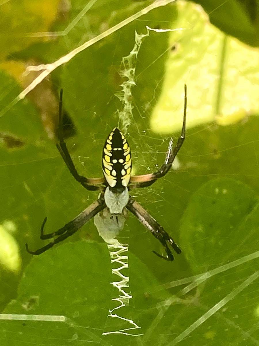 spider, orb weaver, garden, Minneapolis, Kansas