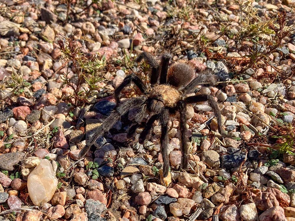 tarantula, spider, crawling onto of gravel