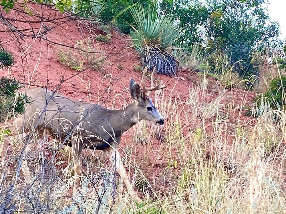 deer, buck, Red Rock Canyon, Colorado Springs, CO