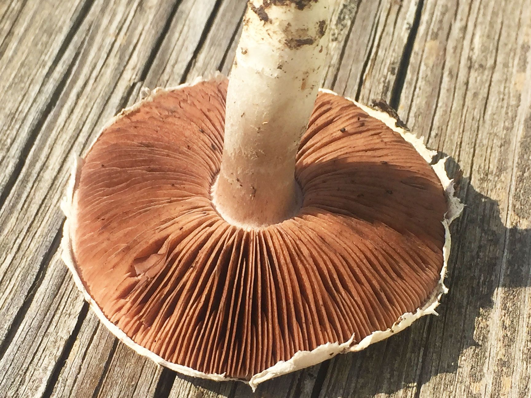 mushroom, gills, stem, cap, Lindsborg, Kansas