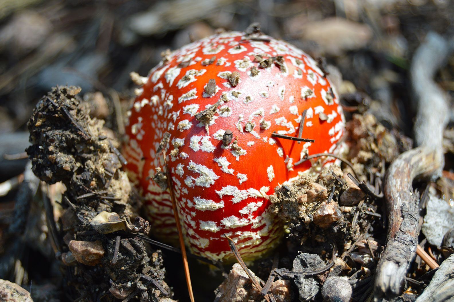 msuhroom, Amanita Muscaria, Colorado
