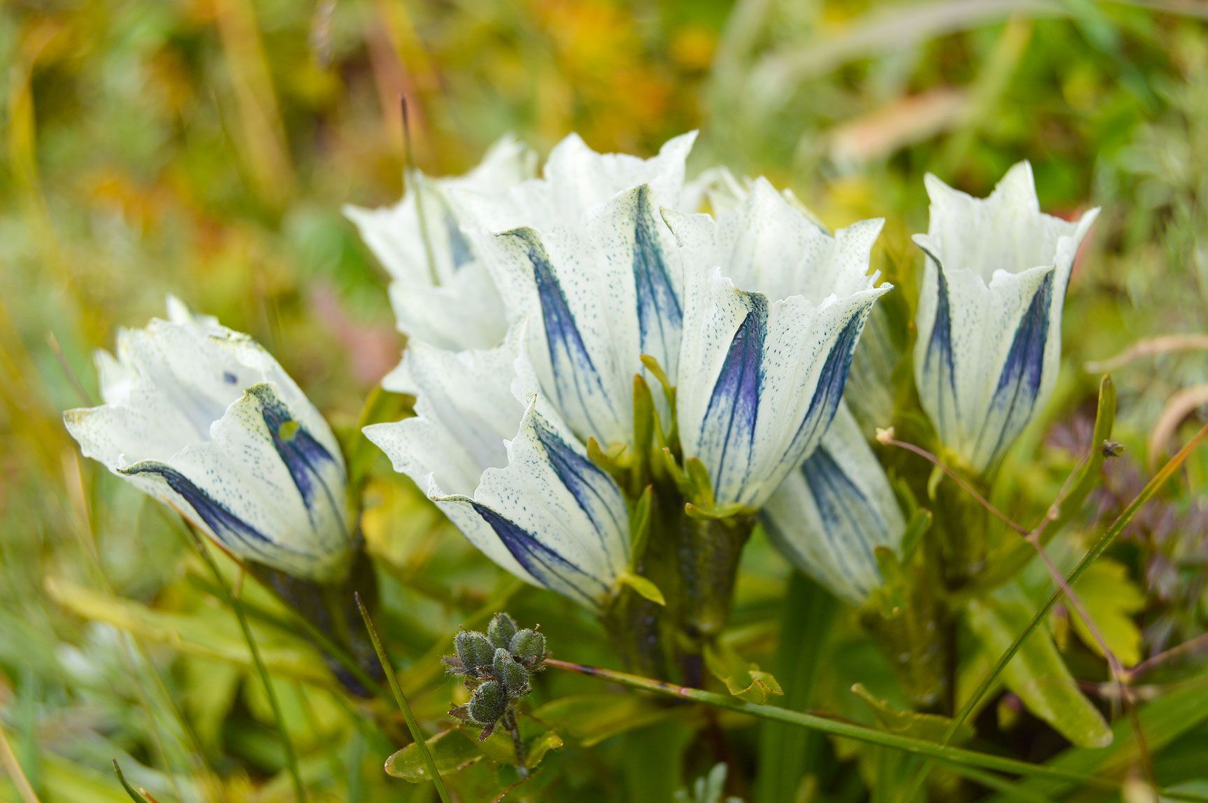 wildflowers, Arctic Gentian, Colorado