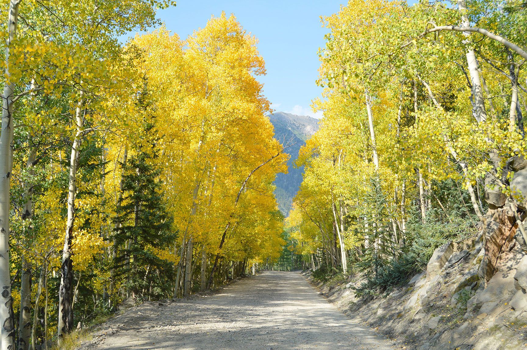 Aspens, trees, mountain road, St. Elmo, Colorado