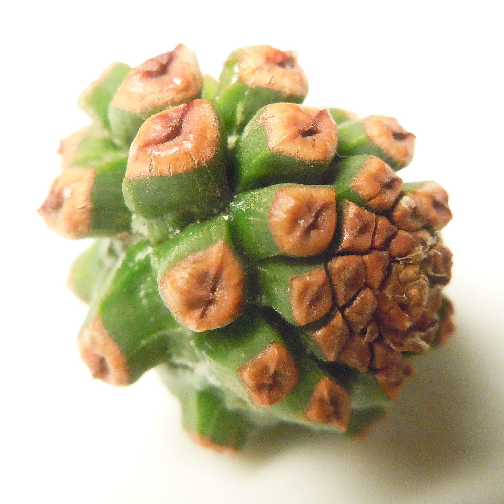 pine cone