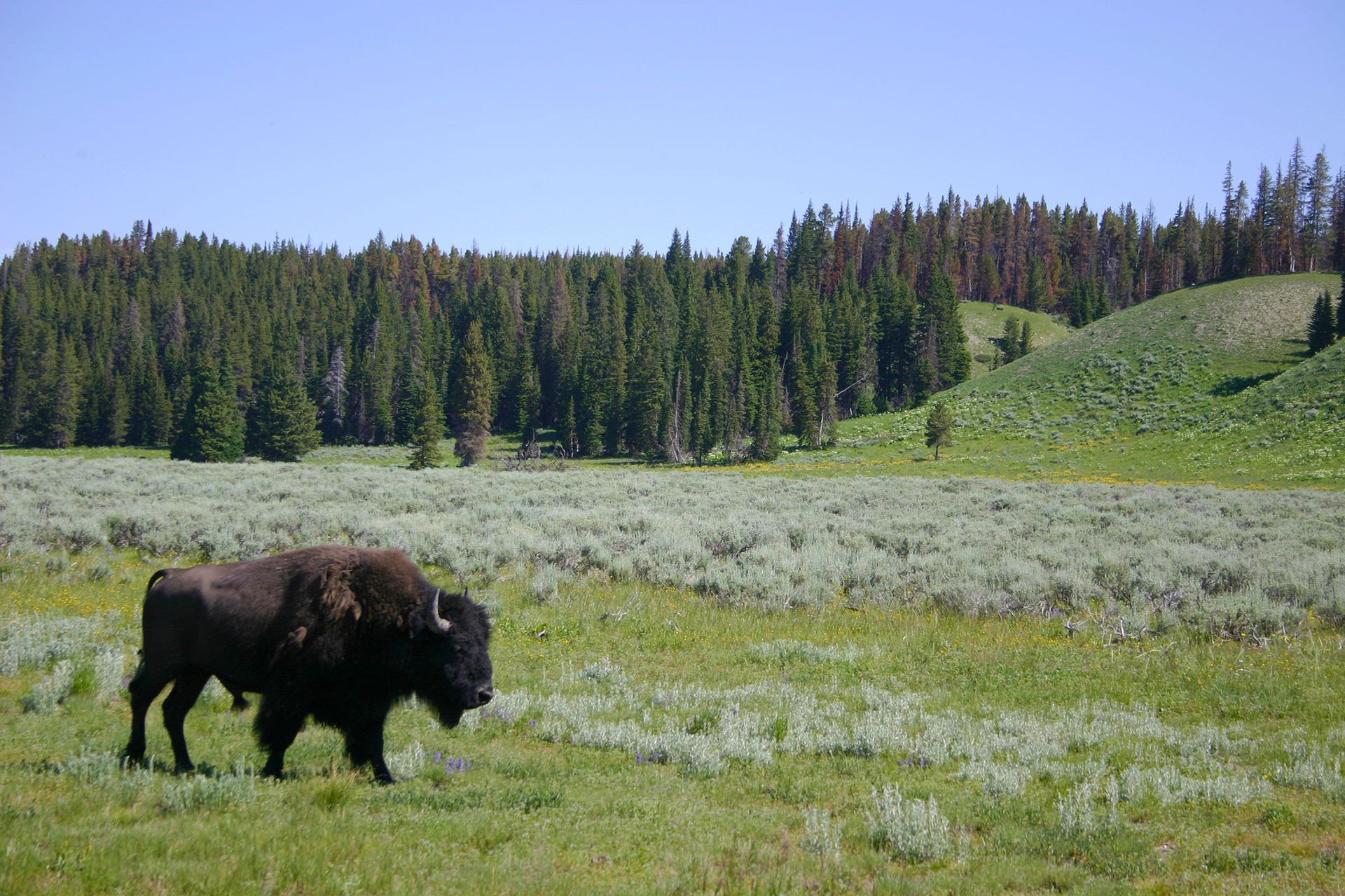Bison, trees, Yellowstone National Park, Wyoming