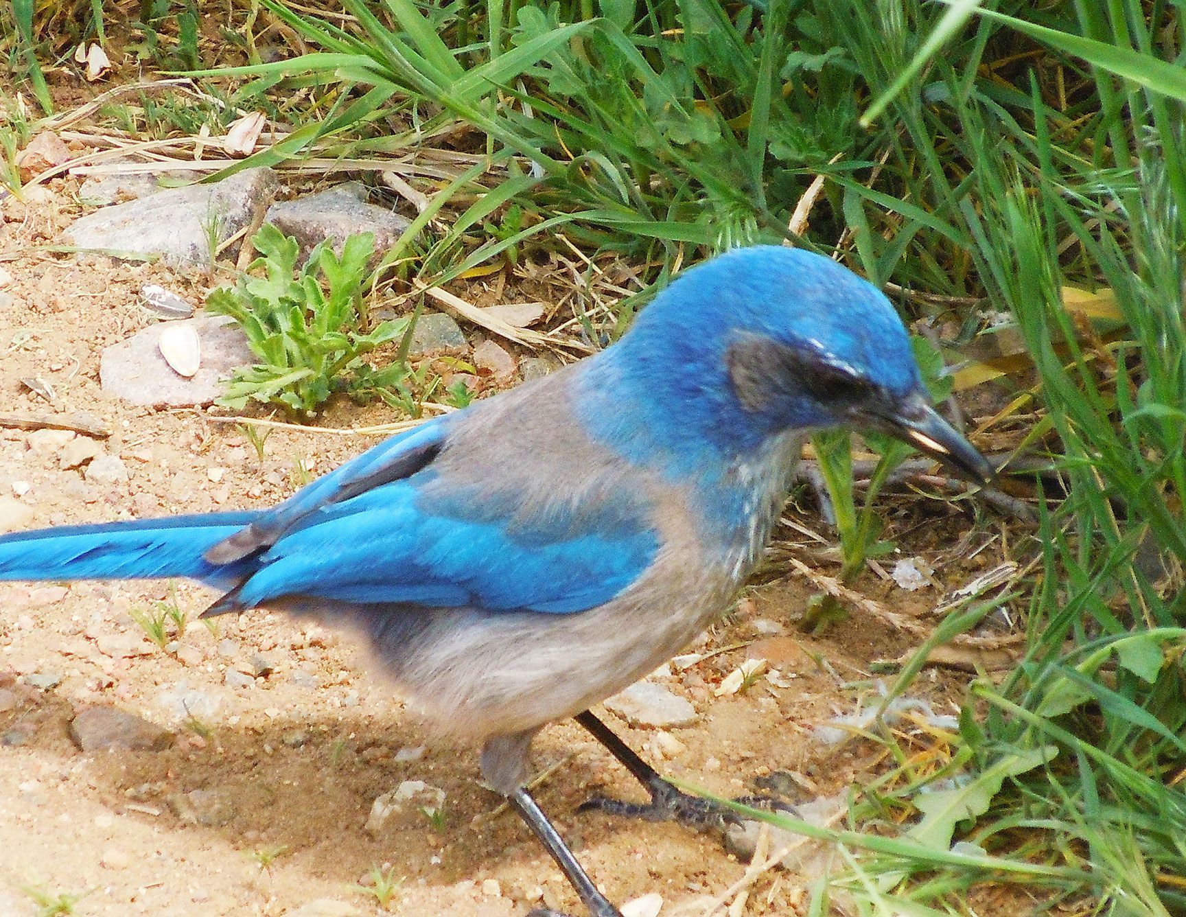 bird, blue bird, Morrison, Colorado