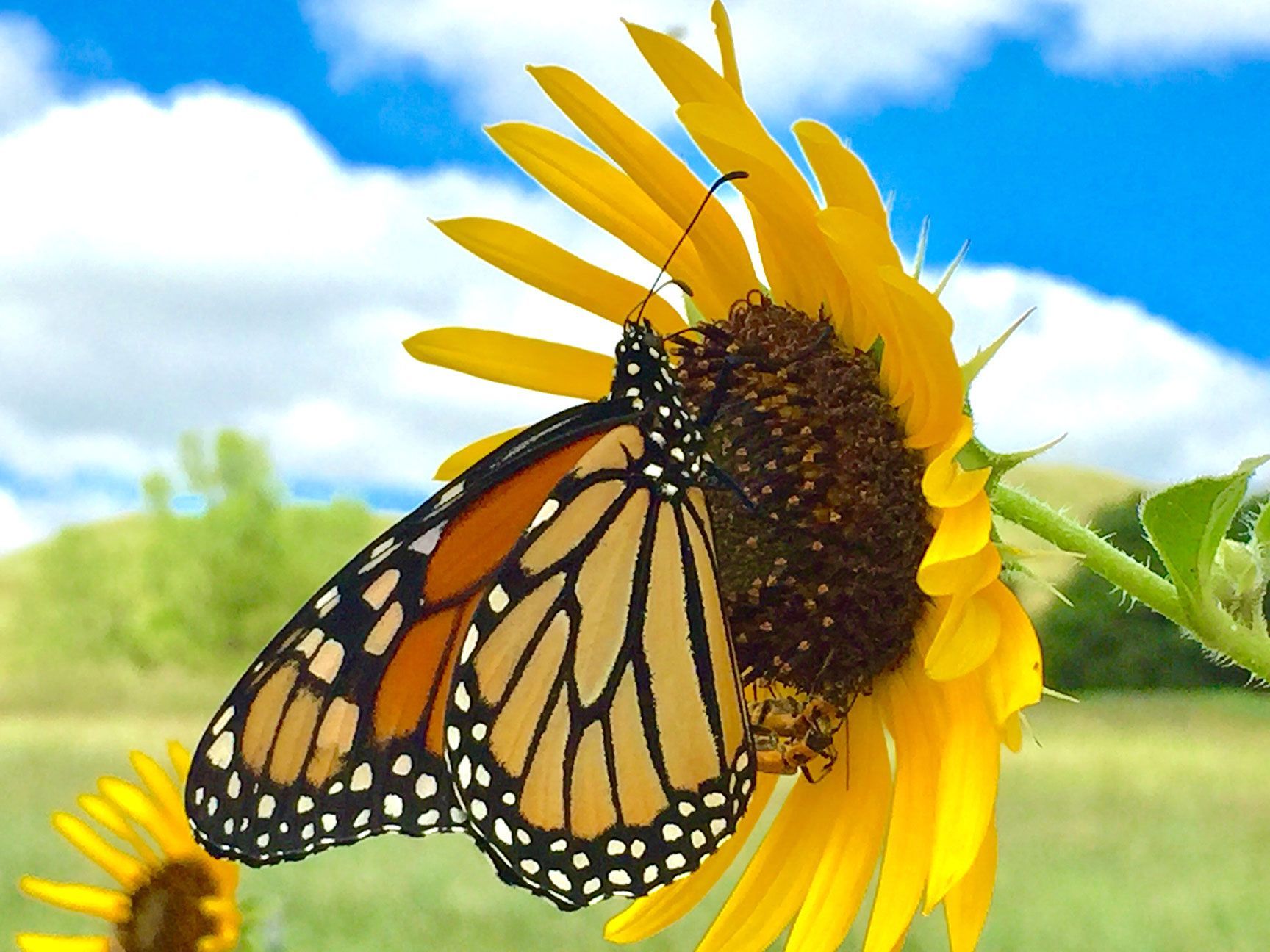 butterfly, sunflower, brown-eyed susan, flower, kansas, insect