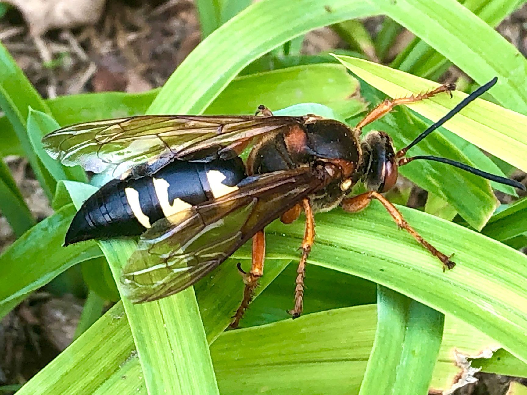 wasp, cicada killer, Kansas