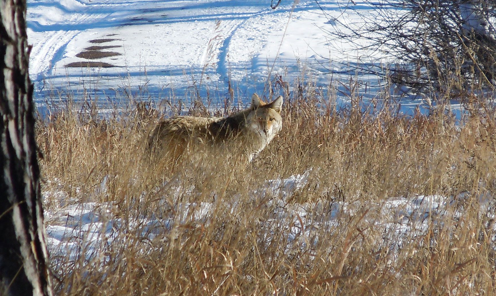 coyote, Denver, Colorado, wildlife