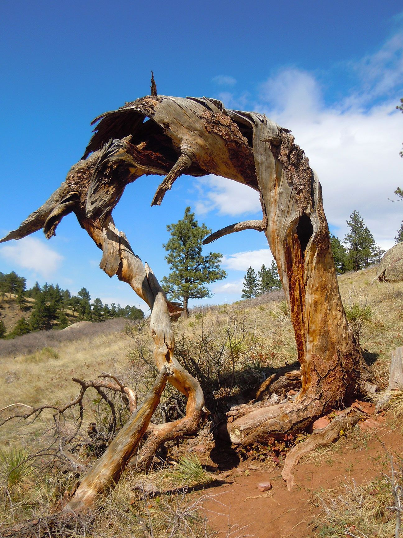 dead tree, crooked tree, Boulder, Colorado