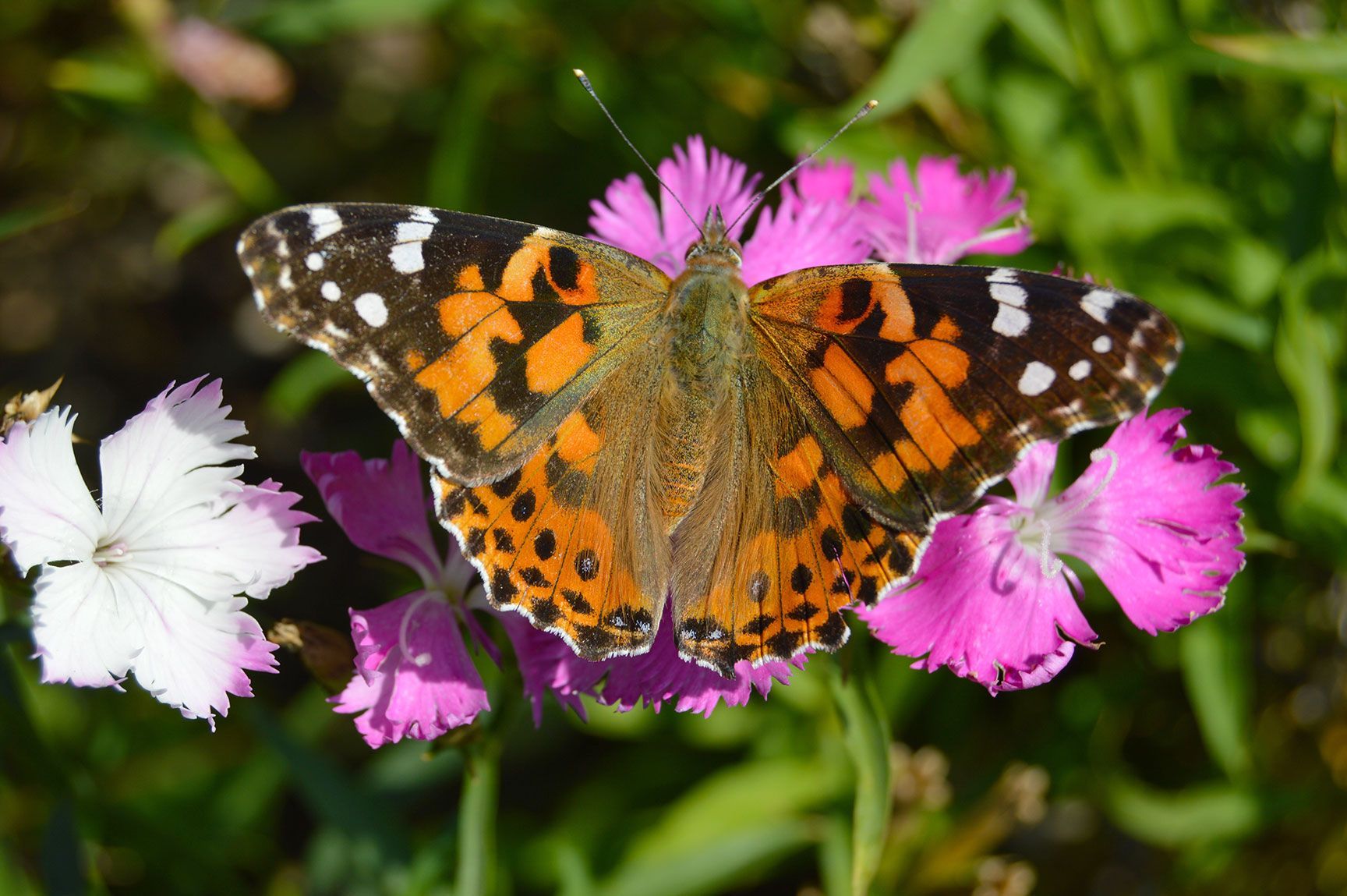 moth, flowers, insect