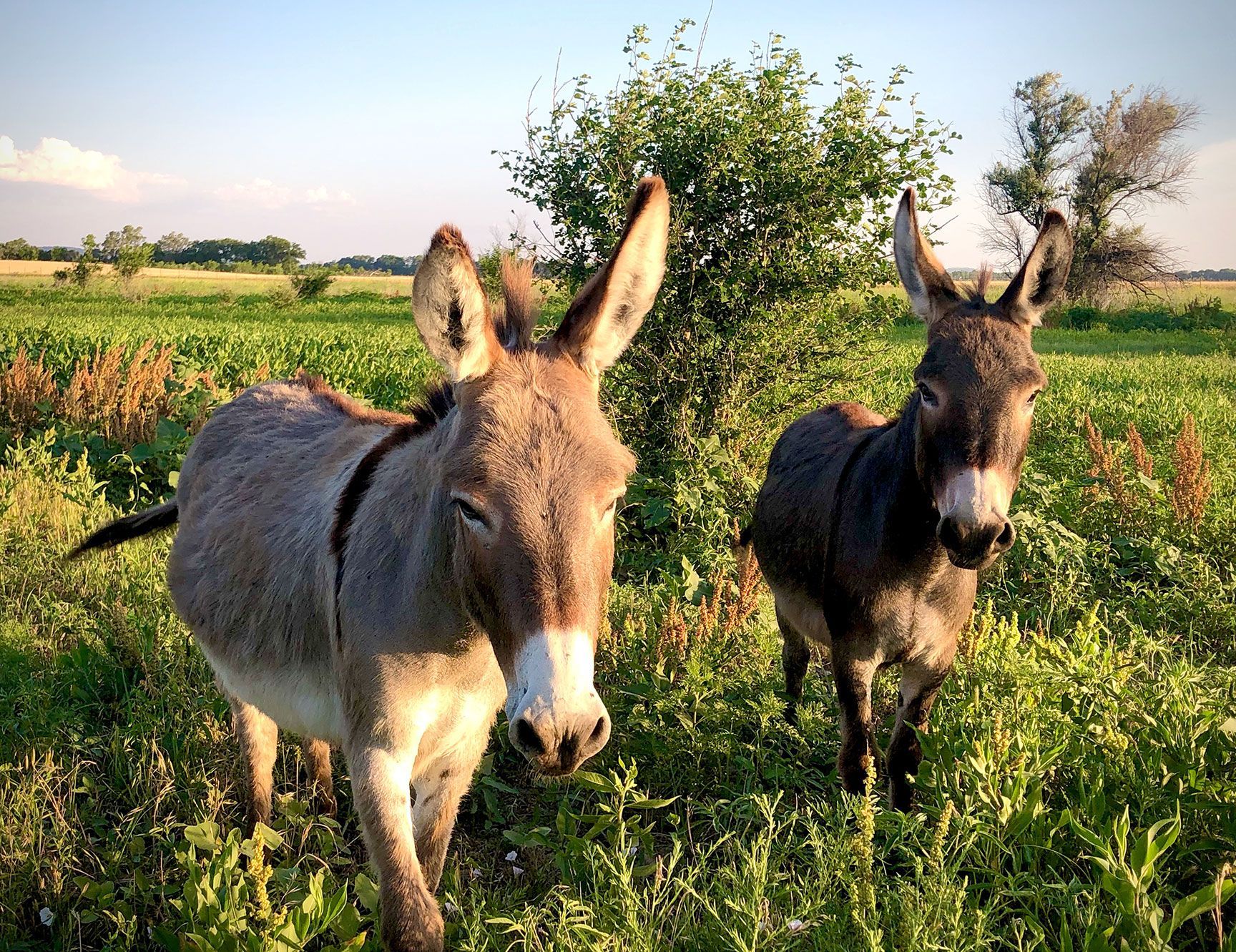 donkeys, farm animals, Kansas