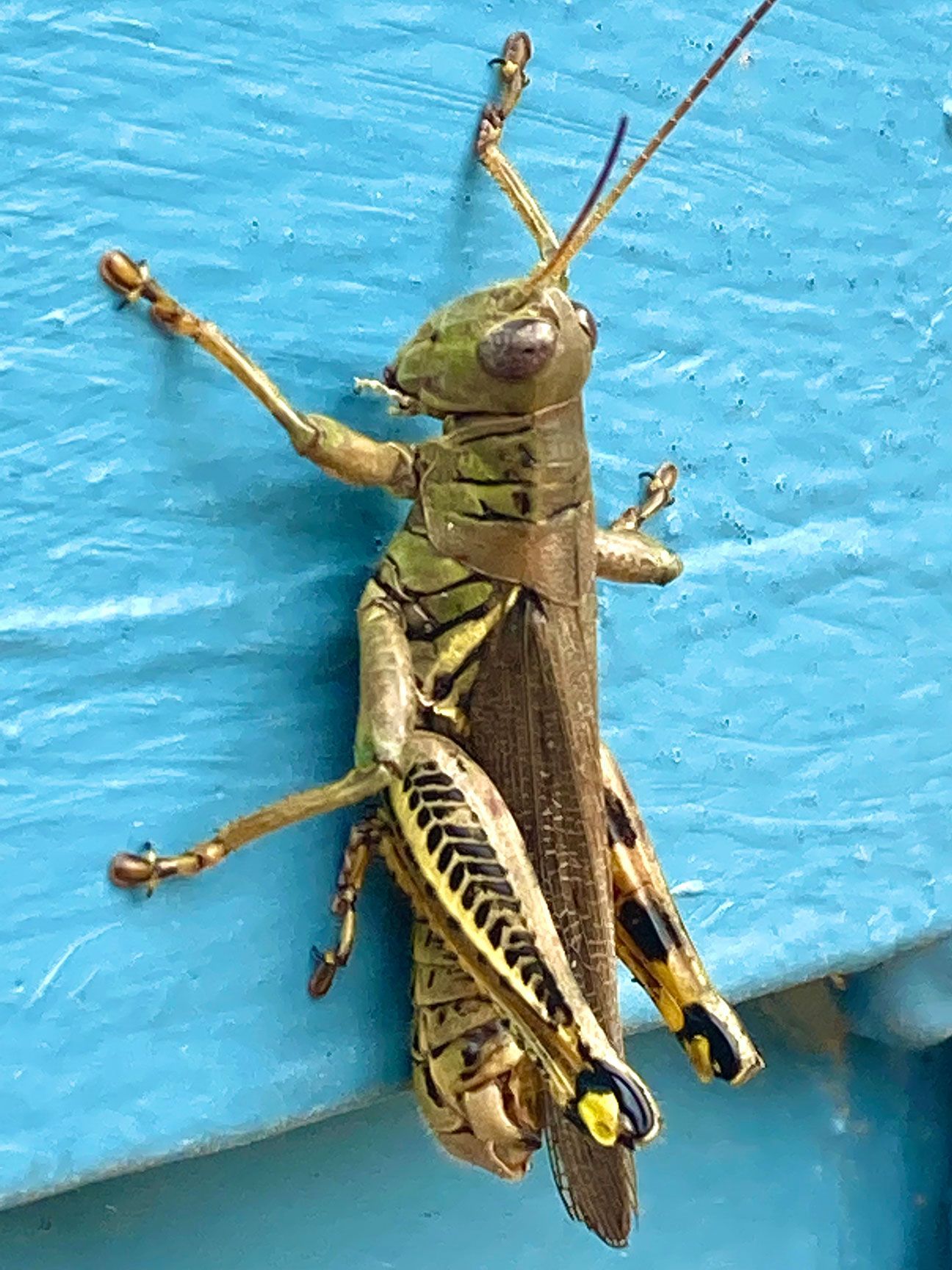 grasshopper, insect, blue paint, Kansas