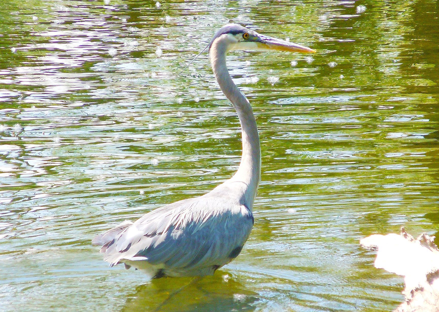 bird, Great Blue Heron, Bear Creek, Denver, Colorado