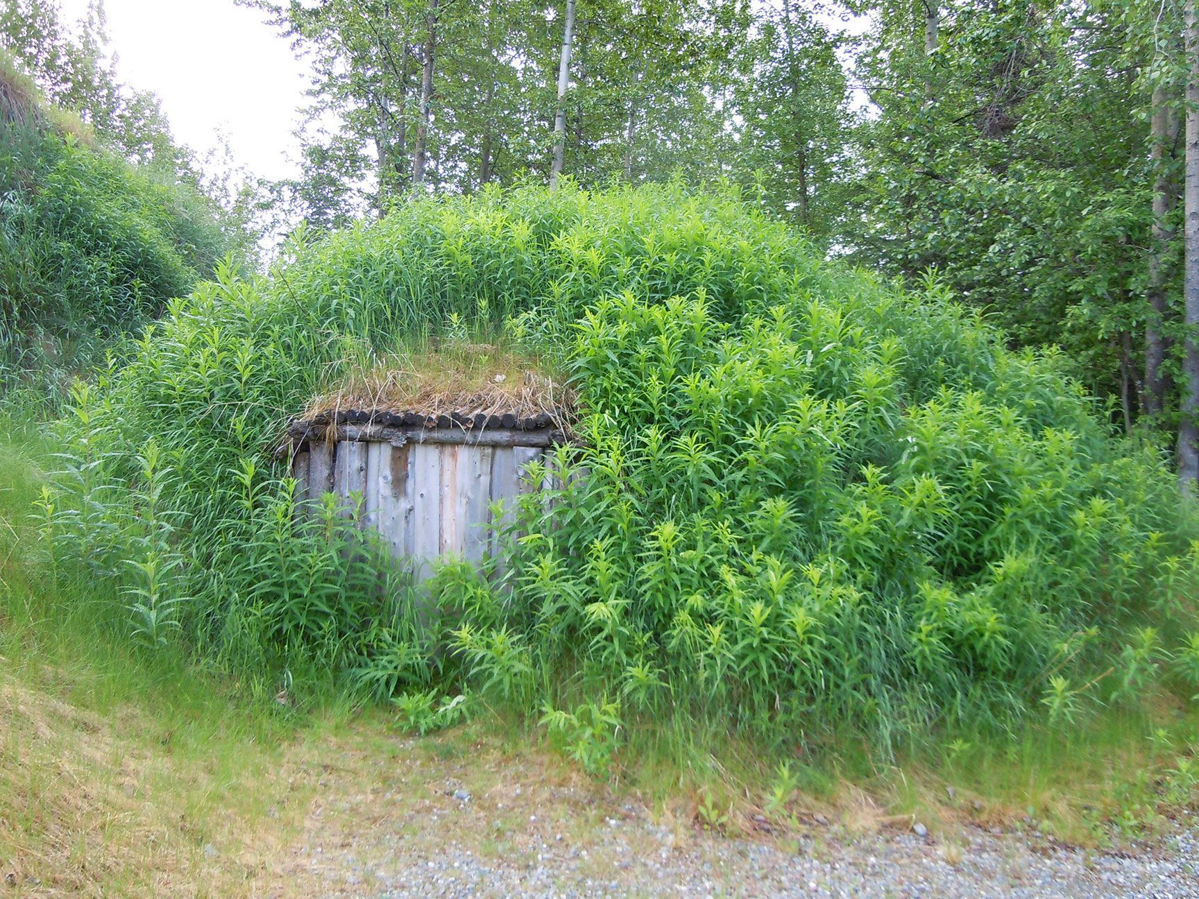 mound, growth, plants, Native, Alaska