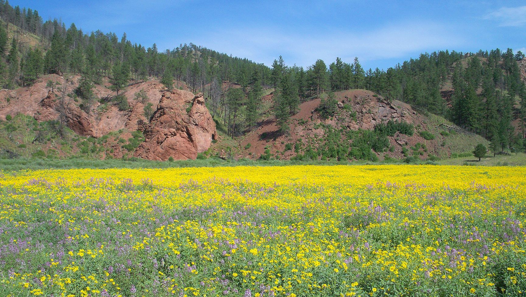 wildflowers, foothills, tree, blue sky, Colorado, Pike National Forest
