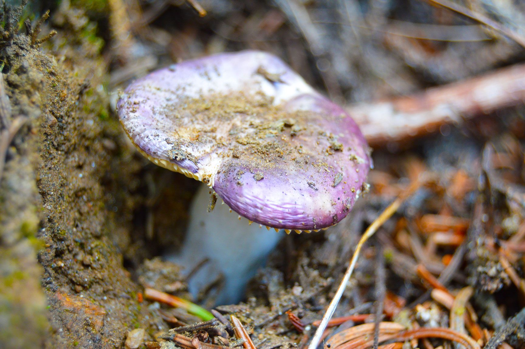 msuhroom, purple, Colorado