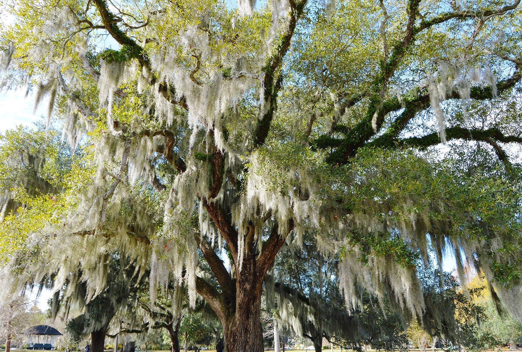 tree, spanish moss, park, New Orleans, Audubon Park