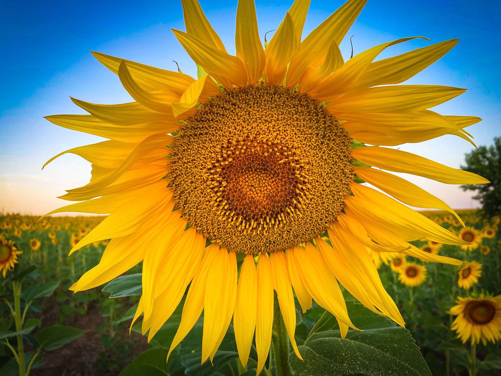 sunflower, Kansas