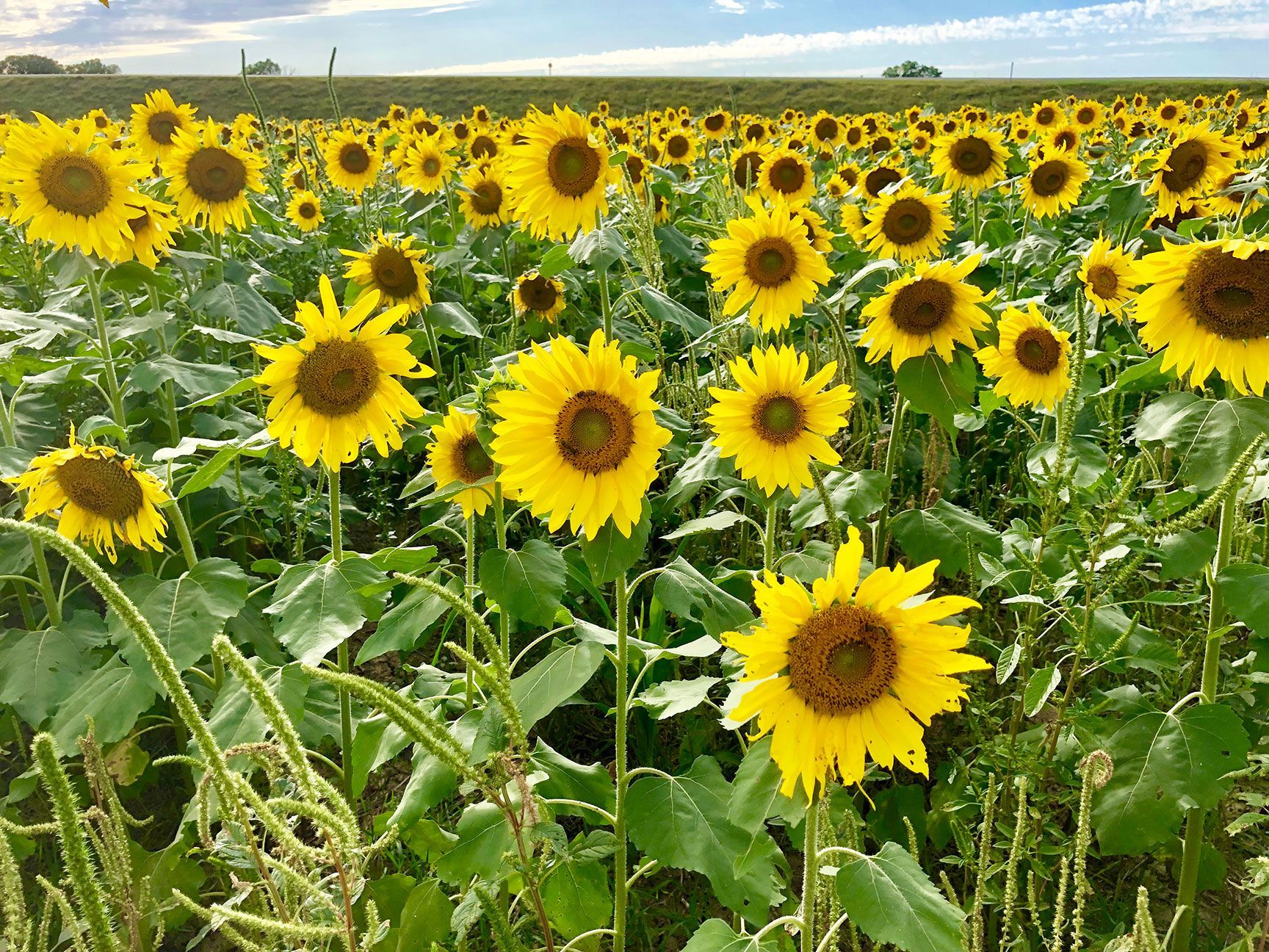 sunflowers, agriculture, Kansas, Lindsborg