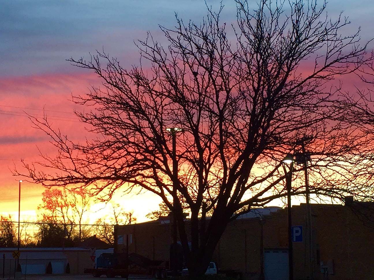 Sunset behind the silhouette of a tree