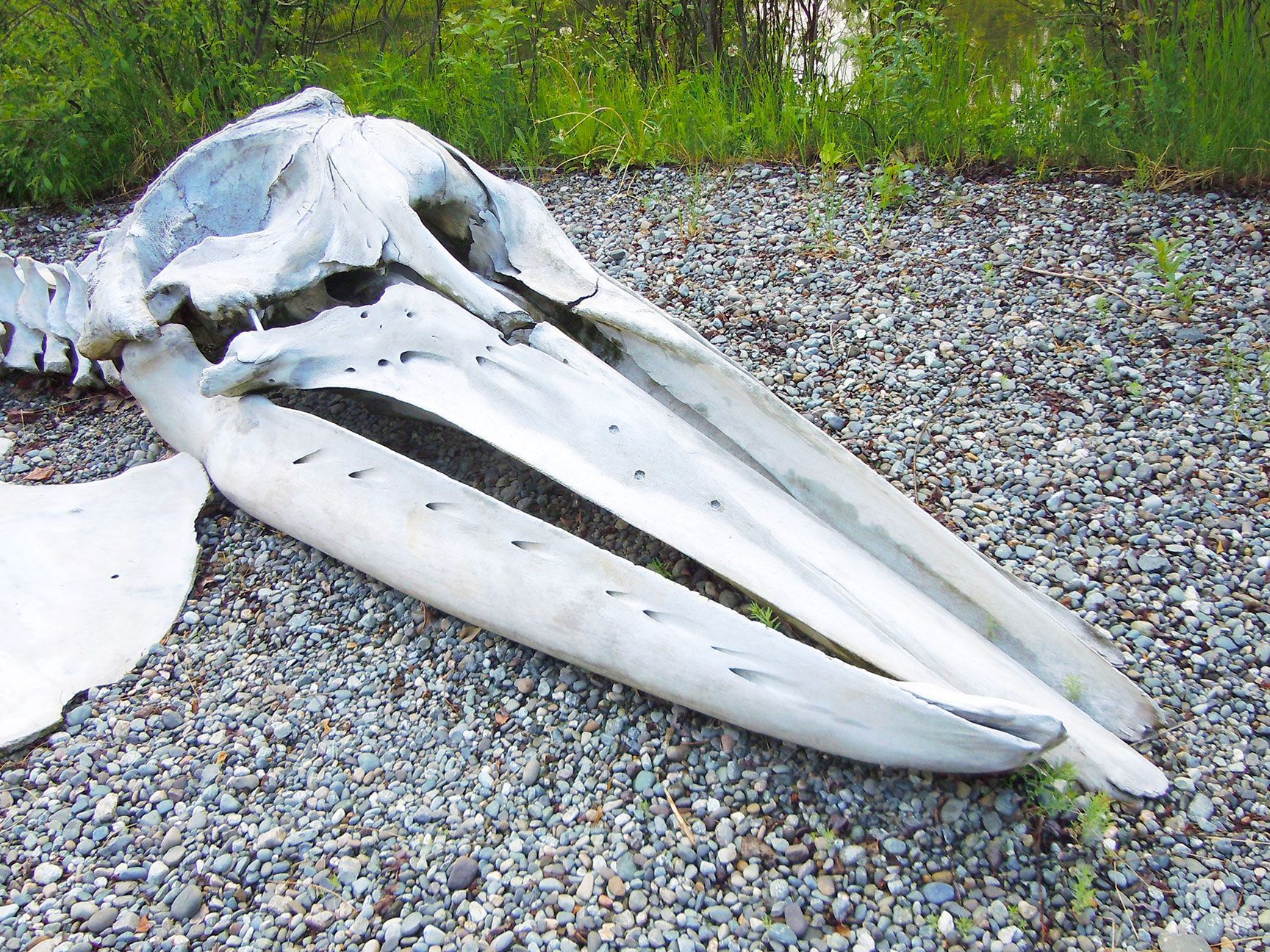 Anchorage, Alaska, Whale Skull
