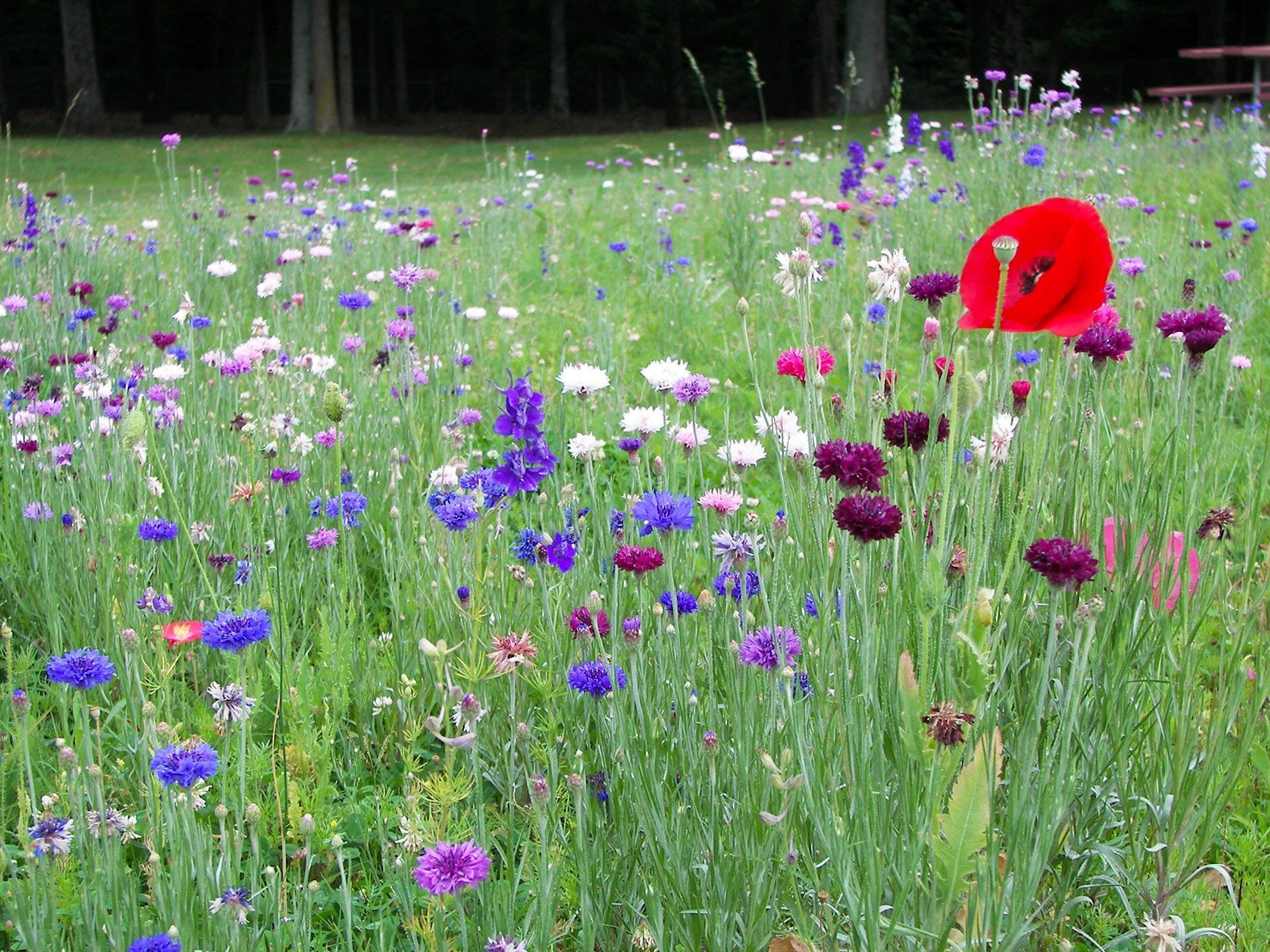 wildflowers, Memphis, Tennessee
