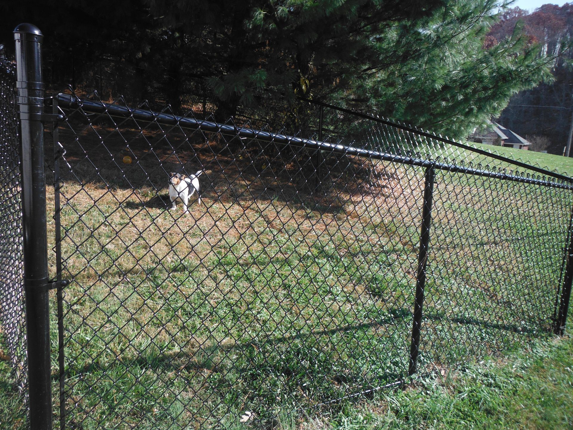 A black chain link fence with a dog behind it