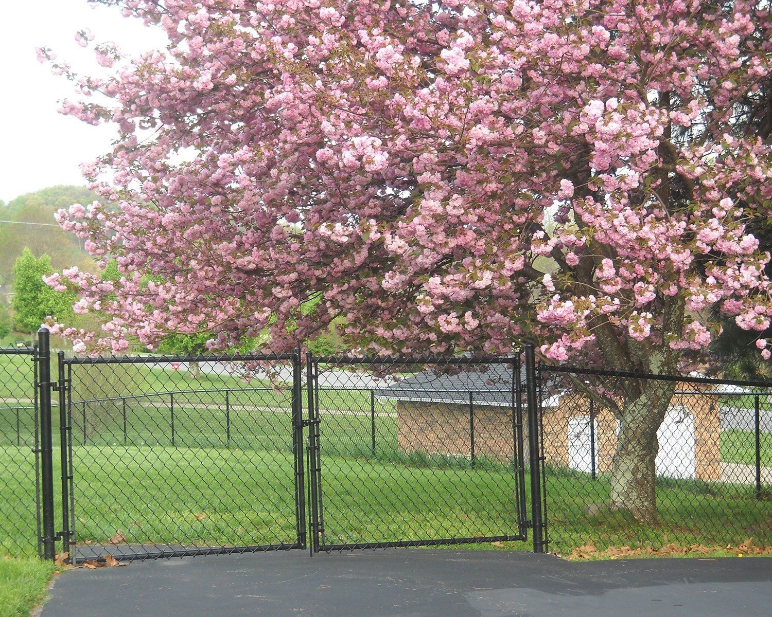 A tree with pink flowers is behind a chain link fence